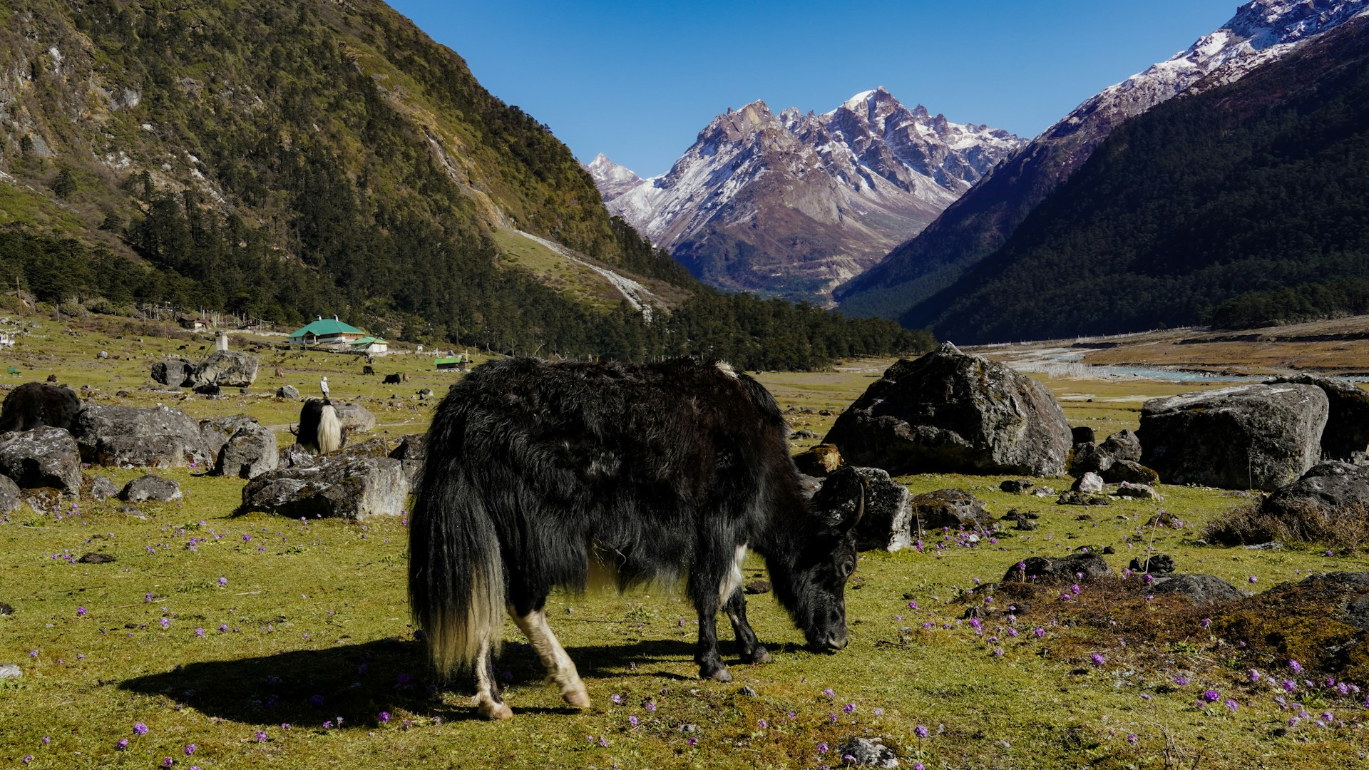 Yumthang Valley – North Sikkim